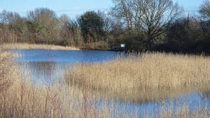 Open water and reed beds at the lake in Betteshanger Country Park, the restored former colliery site near Deal in Kent