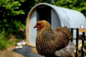 A hen perched on a fence post in front of the grey curved salon pod at Karistyle, Otham, near Maidstone